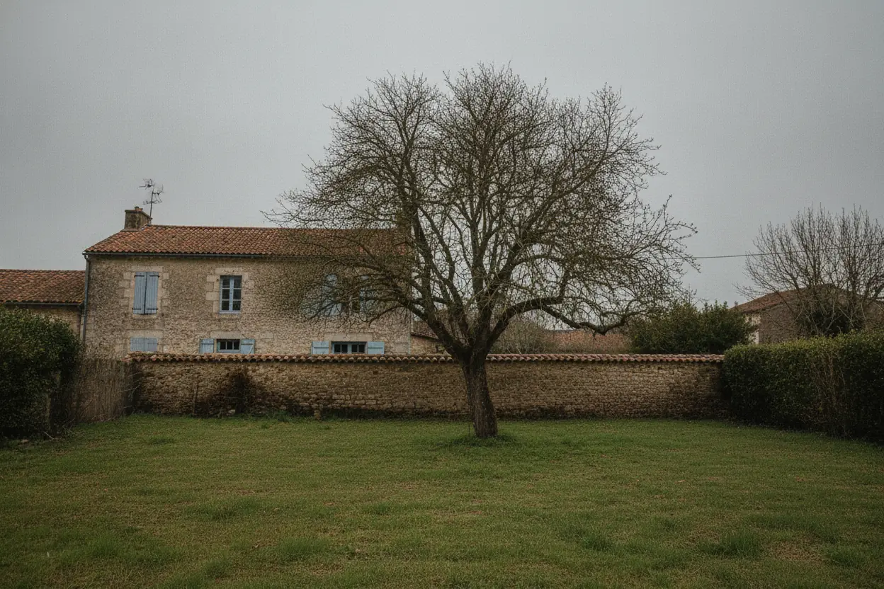 Même arbre taillé et pelouse entièrement débarrassée des branchages après élagage à Bayonne