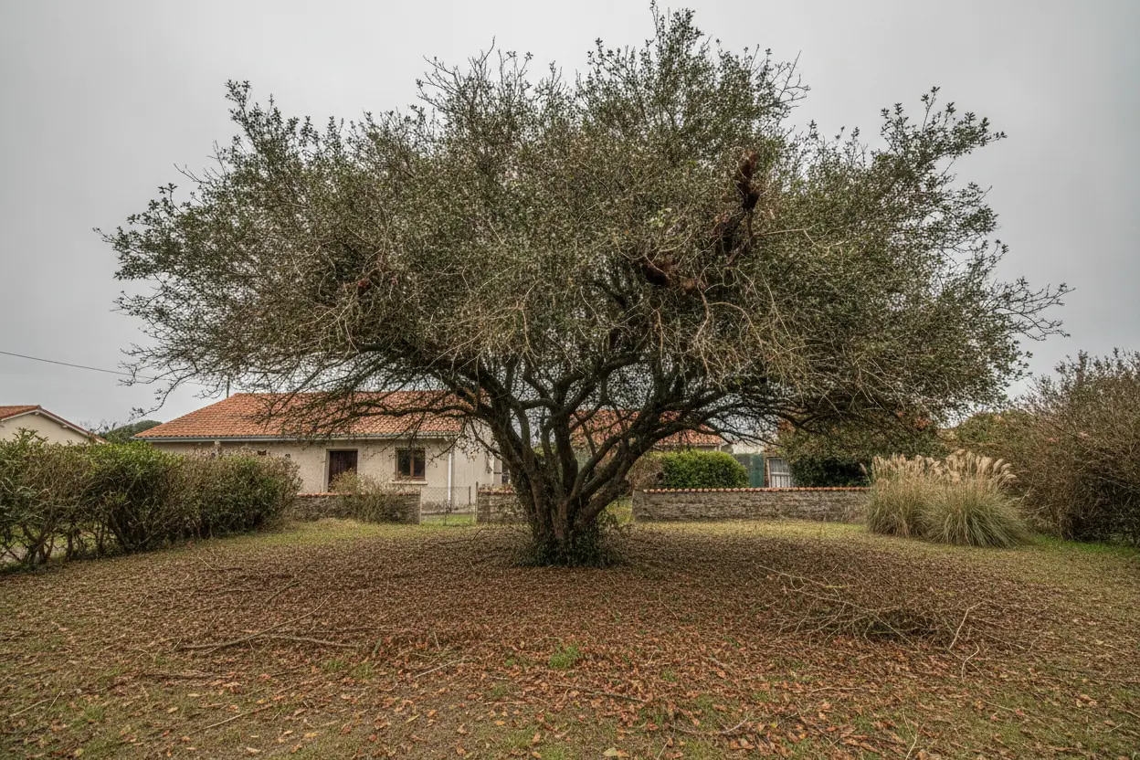 Arbre au houppier dense et encombré avant élagage à Anglet