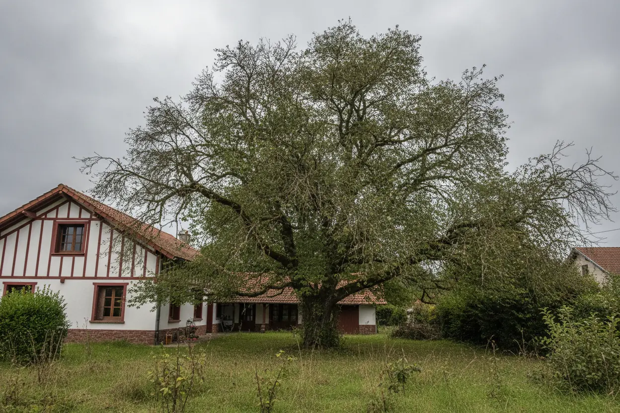 Grand arbre au houppier encombré et au bois mort avant taille à Bassussarry